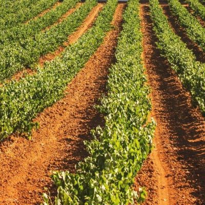 Requena Valencia - Ontdek Spanje